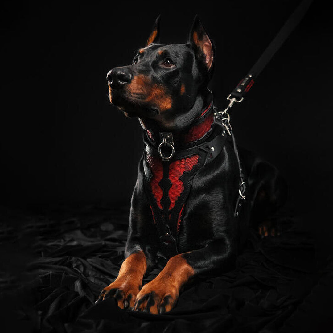 The ''Red Dragon'' Harness BESTIA