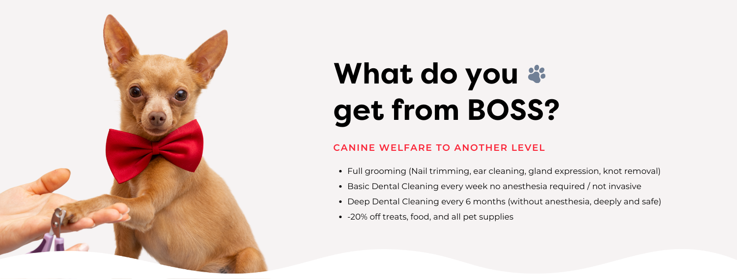 BOSS VIP MEMBERSHIP – bossthepetconnection