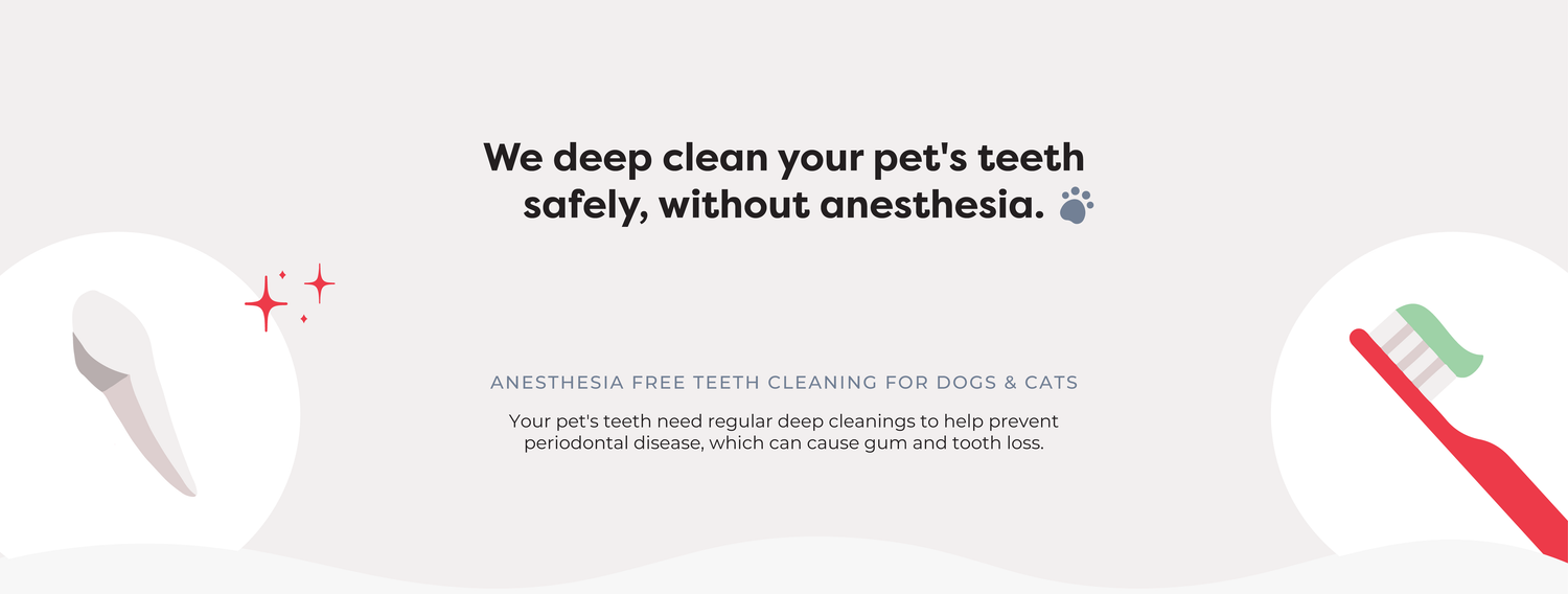 NONANESTHETIC PET DENTAL bossthepetconnection